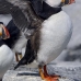 puffin_atlantic_msi_v_1171_can0791.jpg